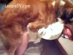 Doggy saves the day